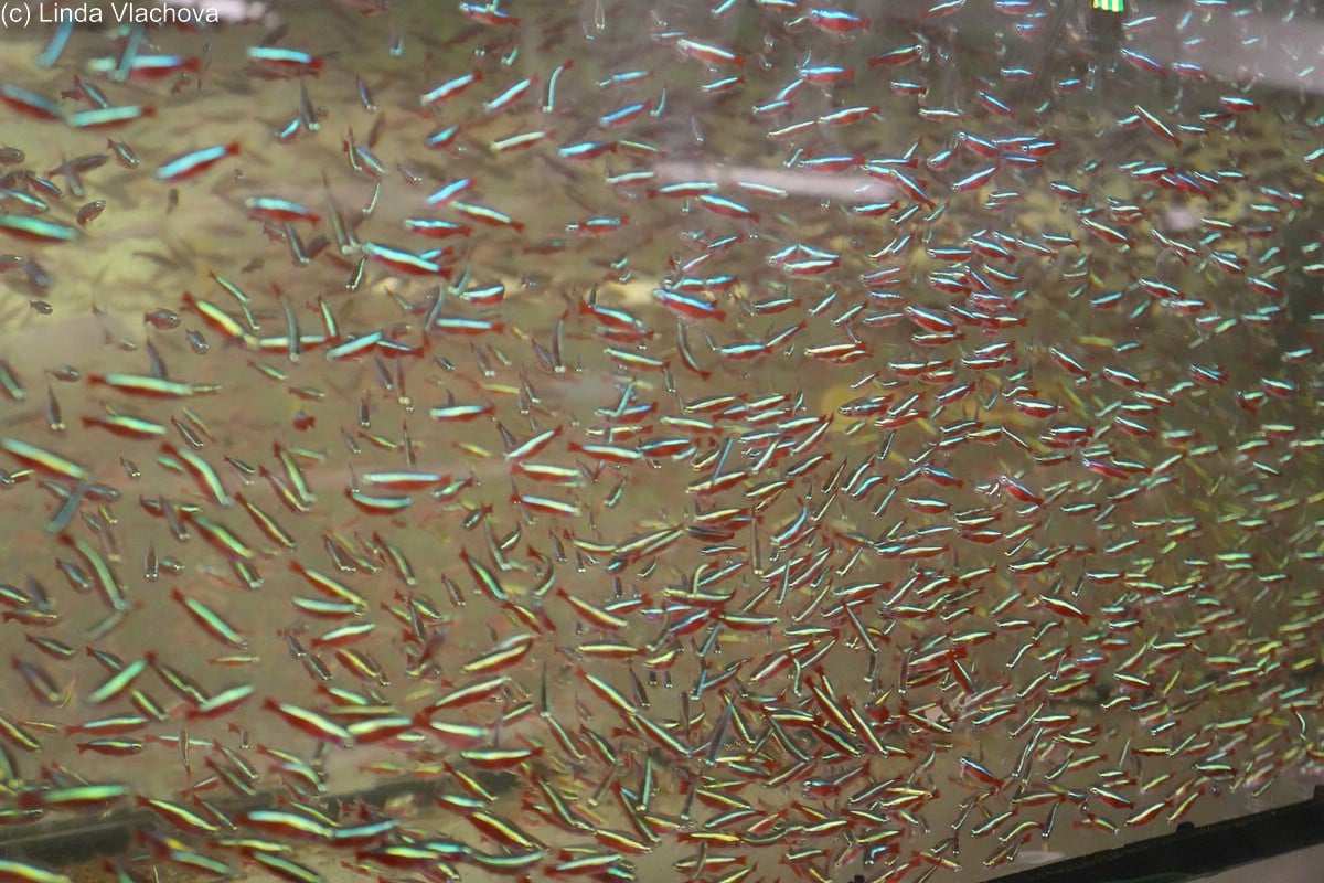 Die tschechische Aquaristik: Tradition, Herausforderungen und neue Hoffnungen. Foto: Linda Vlachova