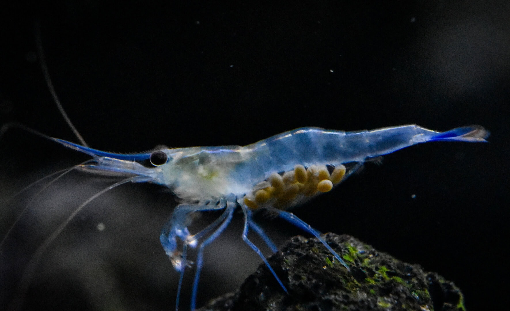 CAR2025 03 153 Blaufussgarnelen 03 Caridina caerulea aus dem Pososee trägt nur wenige, eher große Eier. Foto: Isabella Keim