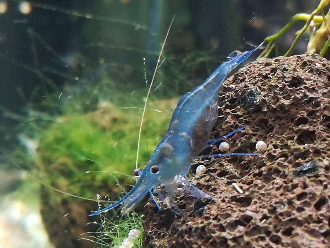 FB IMG 1731519676777 Die Blaufußgarnele Caridina caerulea „Ice blue“. Foto: Isabella Keim