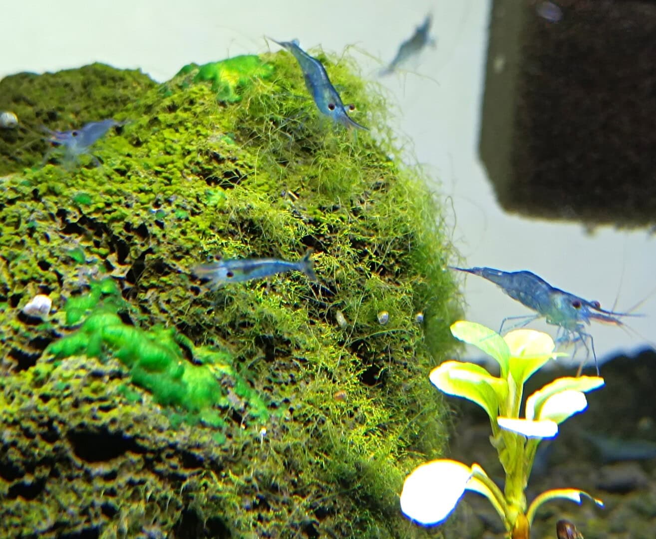 IMG 20231106 194647 Die Blaufußgarnele Caridina caerulea „Ice blue“. Foto: Isabella Keim