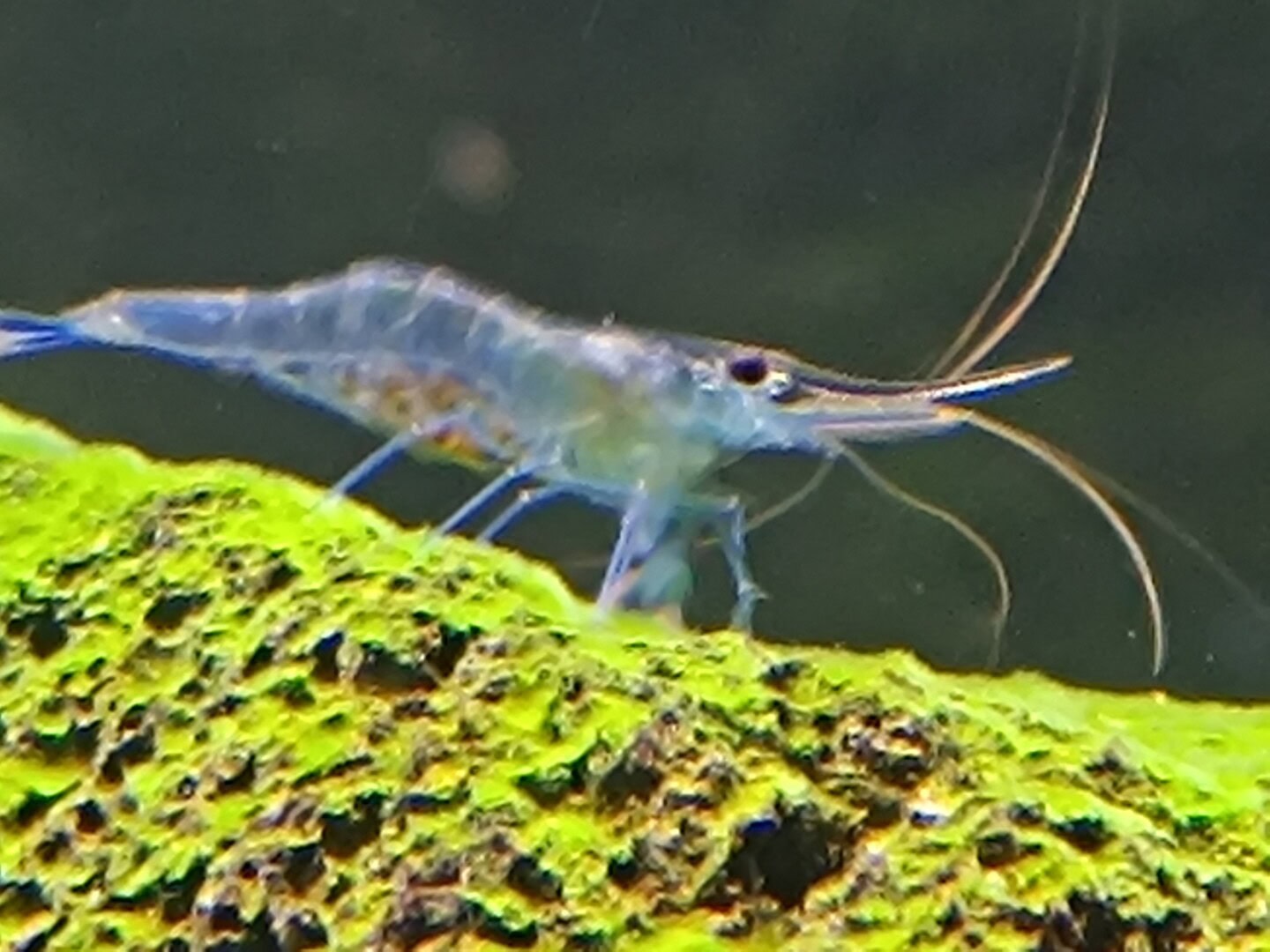 IMG 20250103 191036 Die Blaufußgarnele Caridina caerulea „Ice blue“. Foto: Isabella Keim