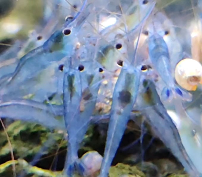 IMG 20250319 105939 Die Blaufußgarnele Caridina caerulea „Ice blue“. Foto: Isabella Keim