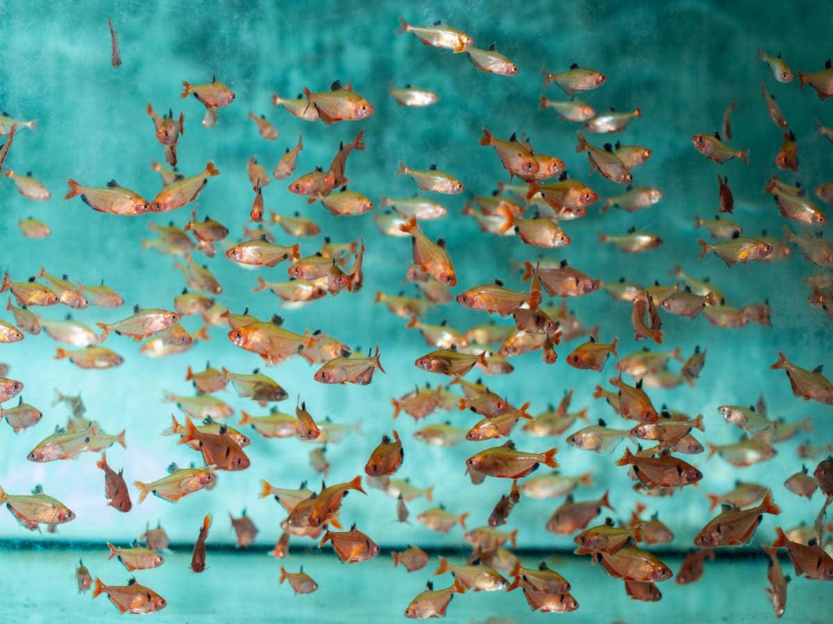 Hyphessobrycon eques ("callistus") - Blutsalmler, Super, EUNZ