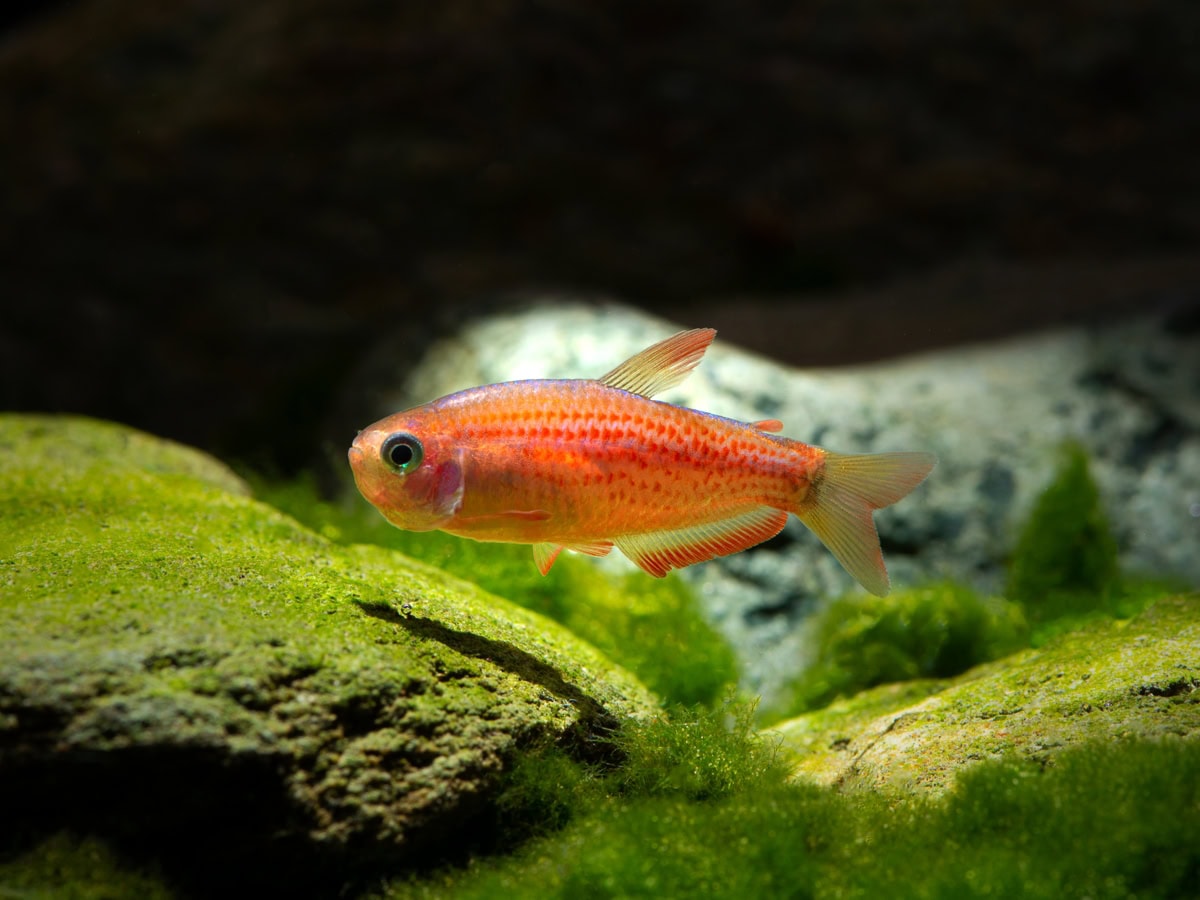 Inpaichthys parauapiranga - Rotstreifen-Königssalmler, DNZ