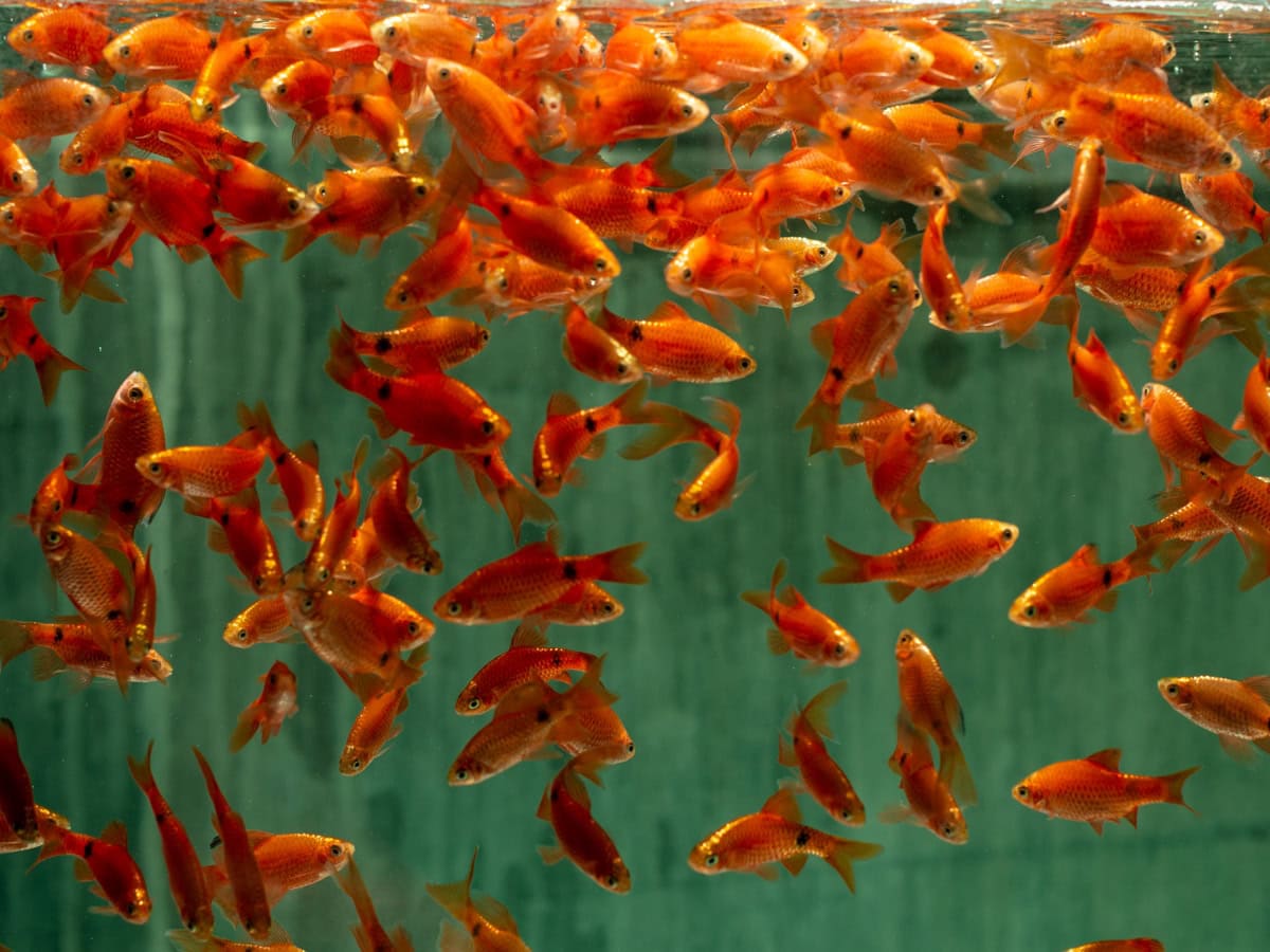 Pethia conchonius - Prachtbarbe-Rot, EUNZ