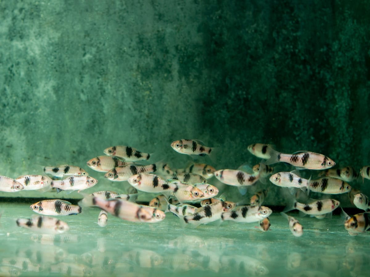 Haludaria fasciata/melanampyx - Panda-Barbe, EUNZ