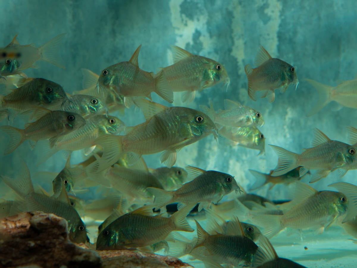 Corydoras concolor - Schieferfarbener Panzerwels, WF