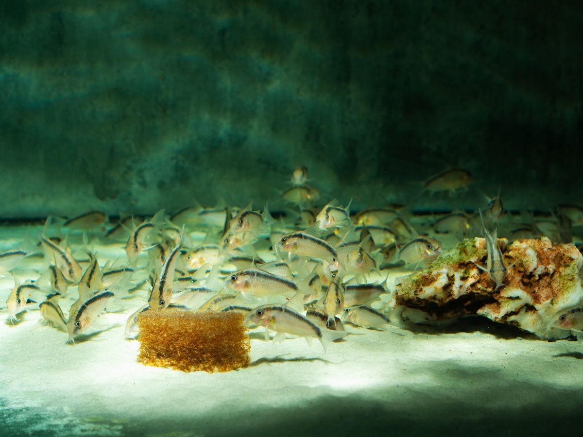 Corydoras granti/arcuatus - Stromlinien-Panzerwels, WF