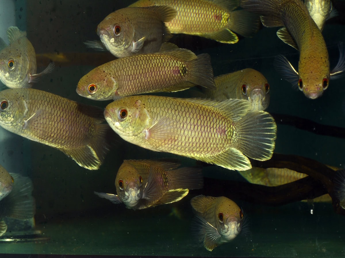 Ctenopoma kingsleyae - Schwanzfleck-Buschfisch, DNZ