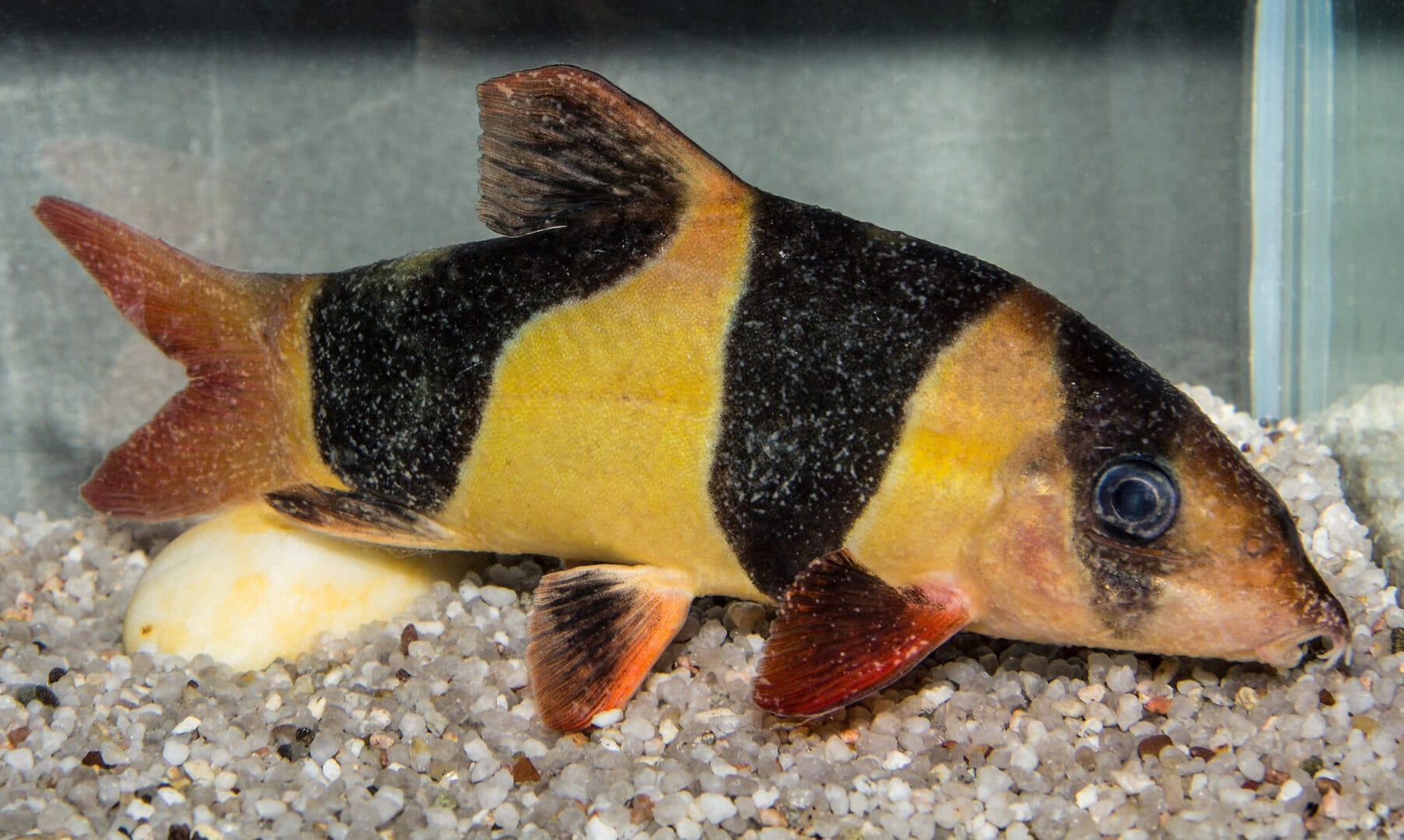 AQ2025 04 173 Lymphocystis 02 Bei genauer Beobachtung nicht mit Ichthyophthirius zu verwechseln. Foto: Dieter Untergasser