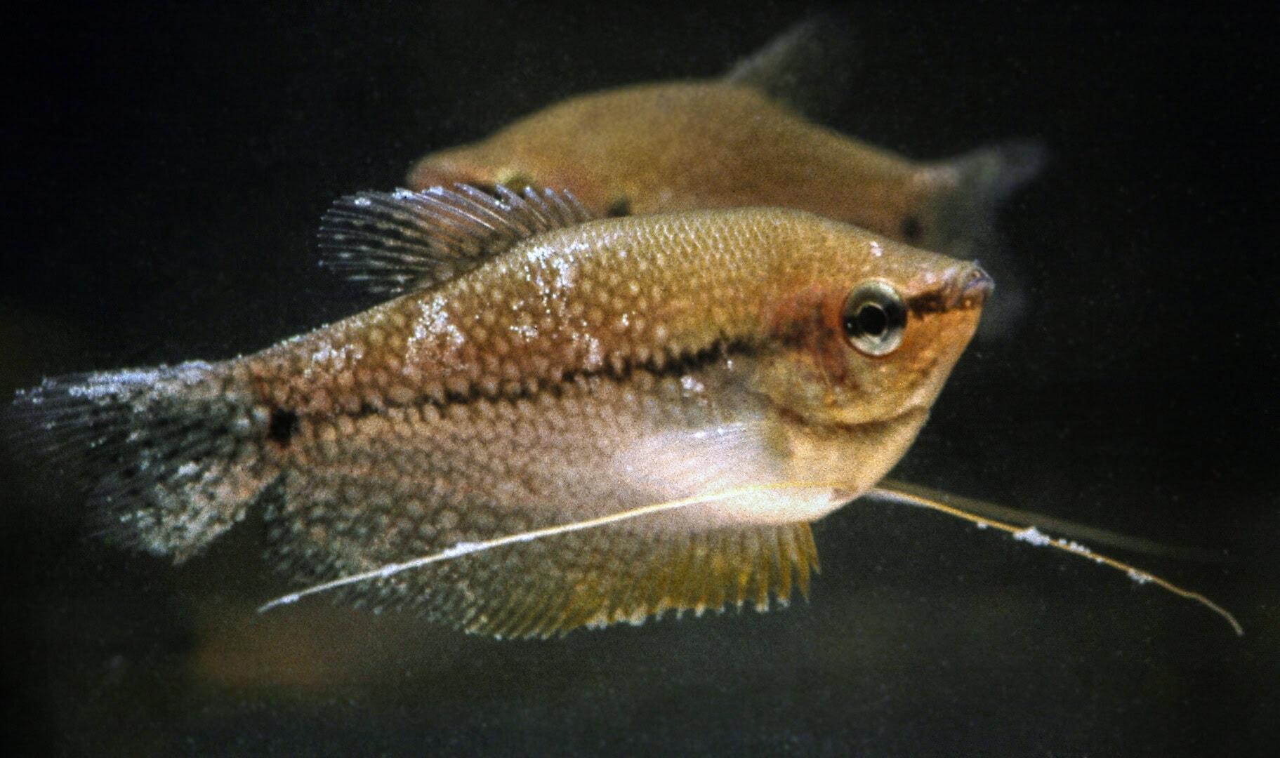 AQ2025 04 173 Lymphocystis 03 Lymphocystis Zysten an den Flossenrändern und Fäden. Foto: Dieter Untergasser