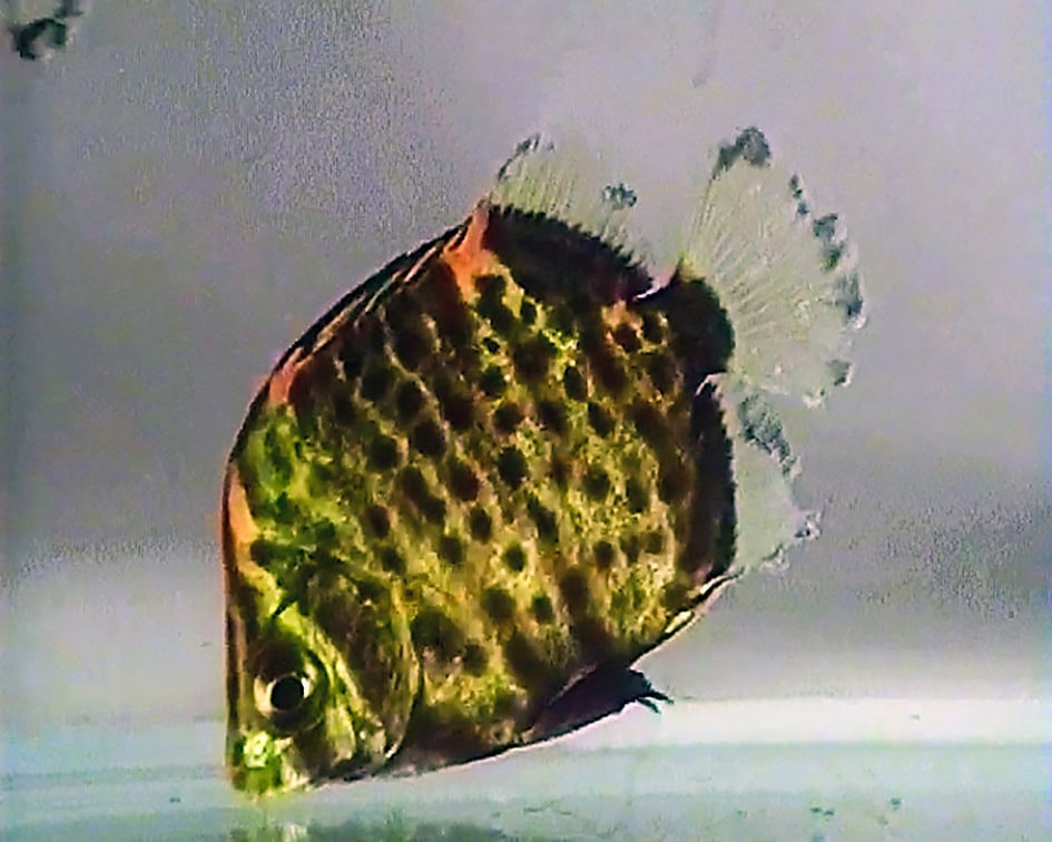 AQ2025 04 173 Lymphocystis 04 Mit Lymphocystis infizierter Argusfisch. Foto: Dieter Untergasser