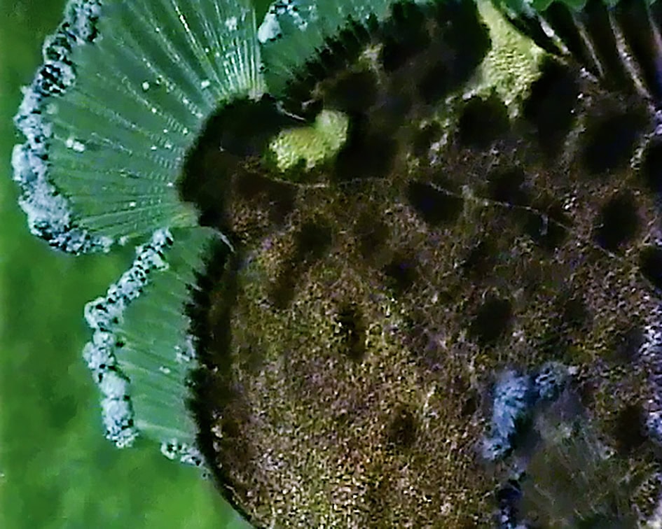 AQ2025 04 173 Lymphocystis 05 Auch bei den Brackwasserfischen sind zuerst die Flossenränder befallen. Foto: Dieter Untergasser