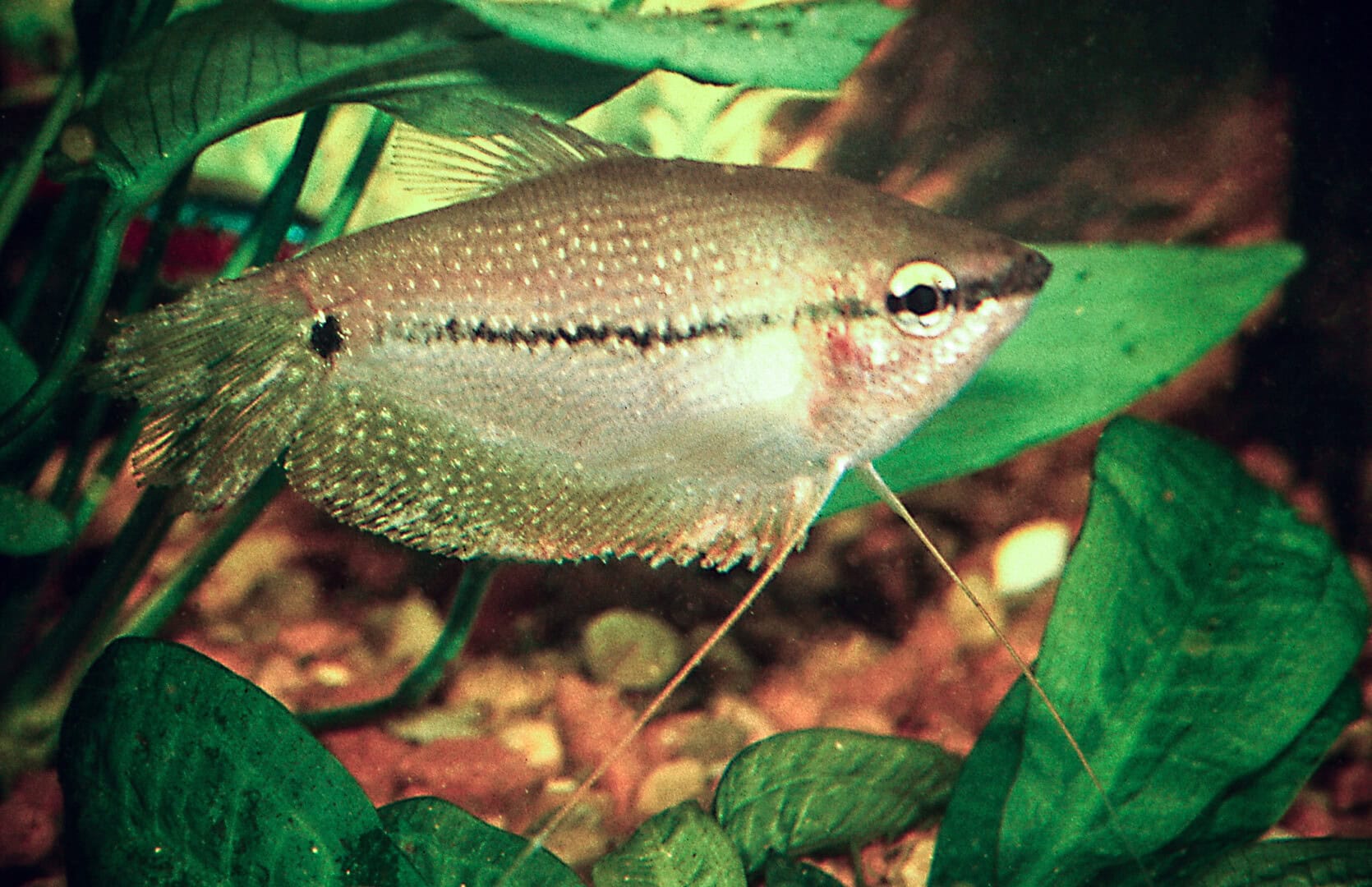 AQ2025 04 173 Lymphocystis 06 Blutige Entzündungen an den Flossenrändern durch Lymphocystis. Foto: Dieter Untergasser