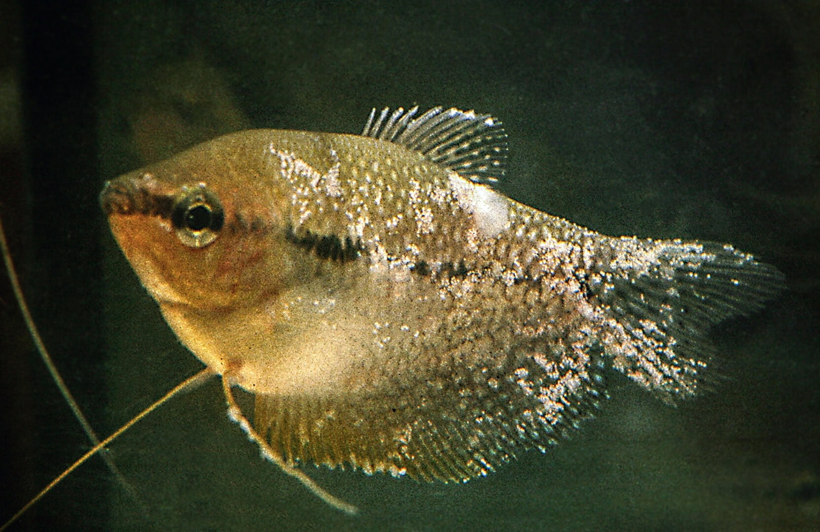 AQ2025 04 173 Lymphocystis 07 Den starken Befall würde der Fisch ohne Behandlung nicht überleben. Foto: Dieter Untergasser