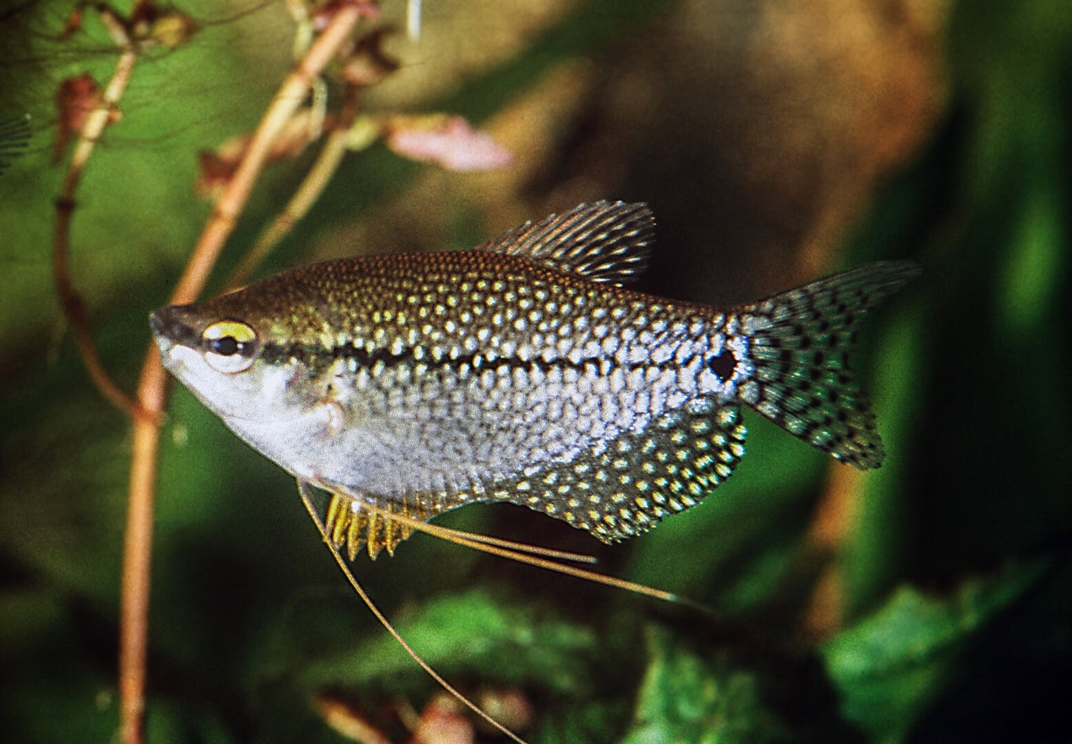 AQ2025 04 173 Lymphocystis 08 Die infizierten Flossenränder abzuschneiden, war früher die einzige Behandlungsmethode. Foto: Dieter Untergasser