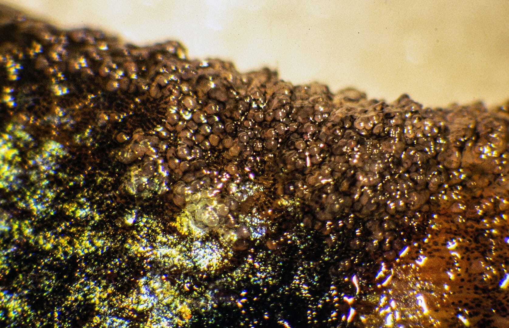 AQ2025 04 173 Lymphocystis 09 Die riesenhaft vergrößerten Hautzellen fühlen sich hart an. Foto: Dieter Untergasser