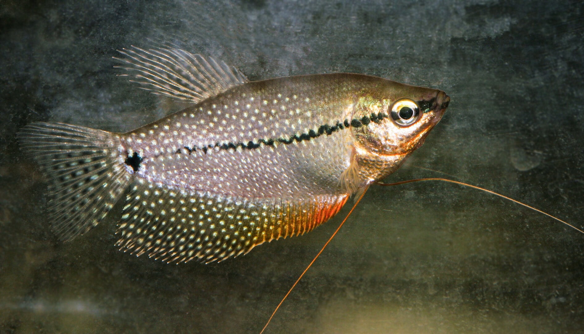 AQ2025 04 173 Lymphocystis 14 Die Fische wurden mit der beschriebenen Methode dauerhaft geheilt. Foto: Dieter Untergasser