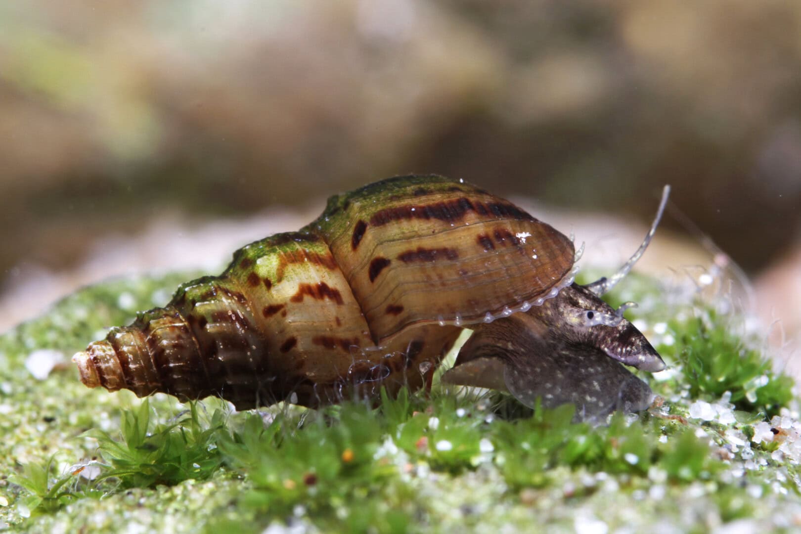 CAR2025 04 180 Noeppi oder Stachel 02 Klarer Unterschied: die einreihigen Stacheln oder Noppen von Mieniplotia scabra verleihen dem Gehäuse Stufen. Foto: Chris Lukhaup