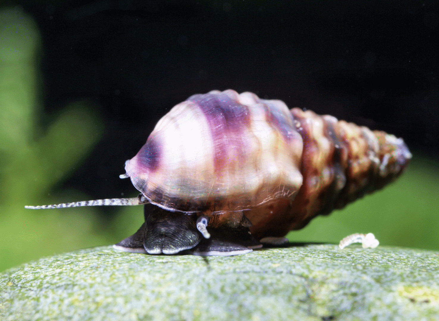 CAR2025 04 180 Noeppi oder Stachel 03 Tarebia granifera hat ihren Beinamen „Nöppi“ von den Noppen, die in mehreren Reihen auf ihrem Gehäuse sitzen. Foto: Chris Lukhaup