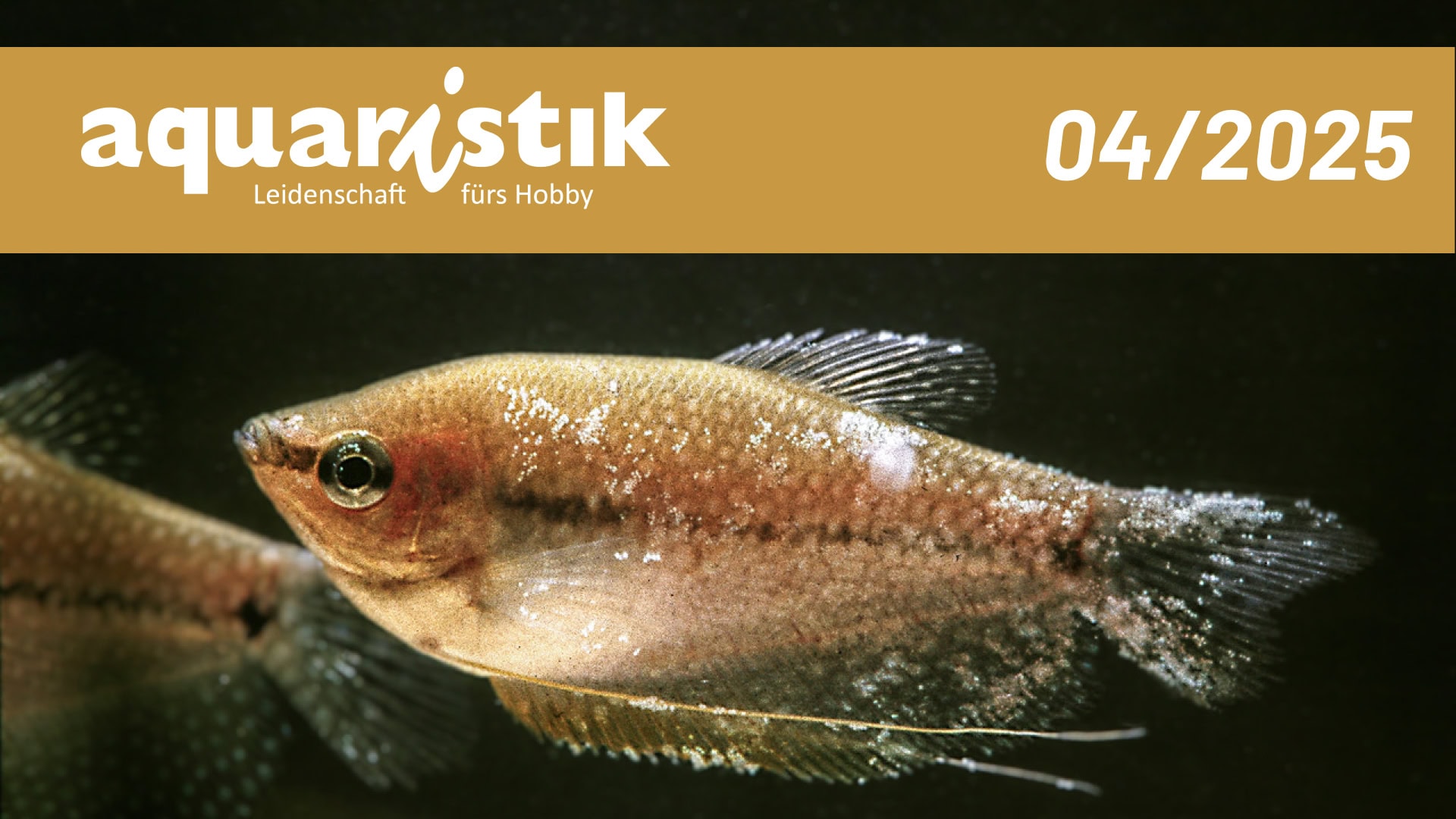 Faszination Aquaristik: Lymphocystis bei Zierfischen - Symptome erkennen, sicher unterscheiden und erfolgreich behandeln (mit Behandlungsplan)