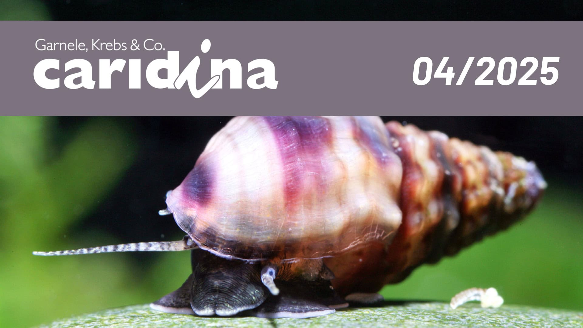 Faszination Aquaristik: Gestachelte und Genoppte Turmdeckelschnecken sicher erkennen