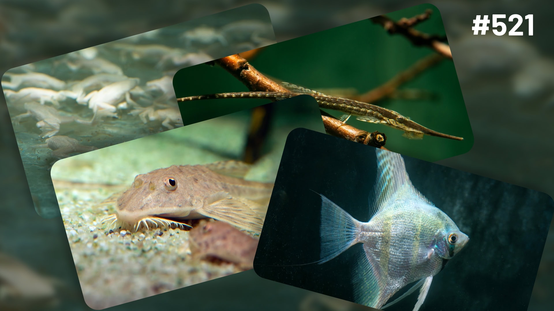 Raritäten & Neuimporte im Fokus 521: Panzerwelse, Welse, Schmerlen & mehr