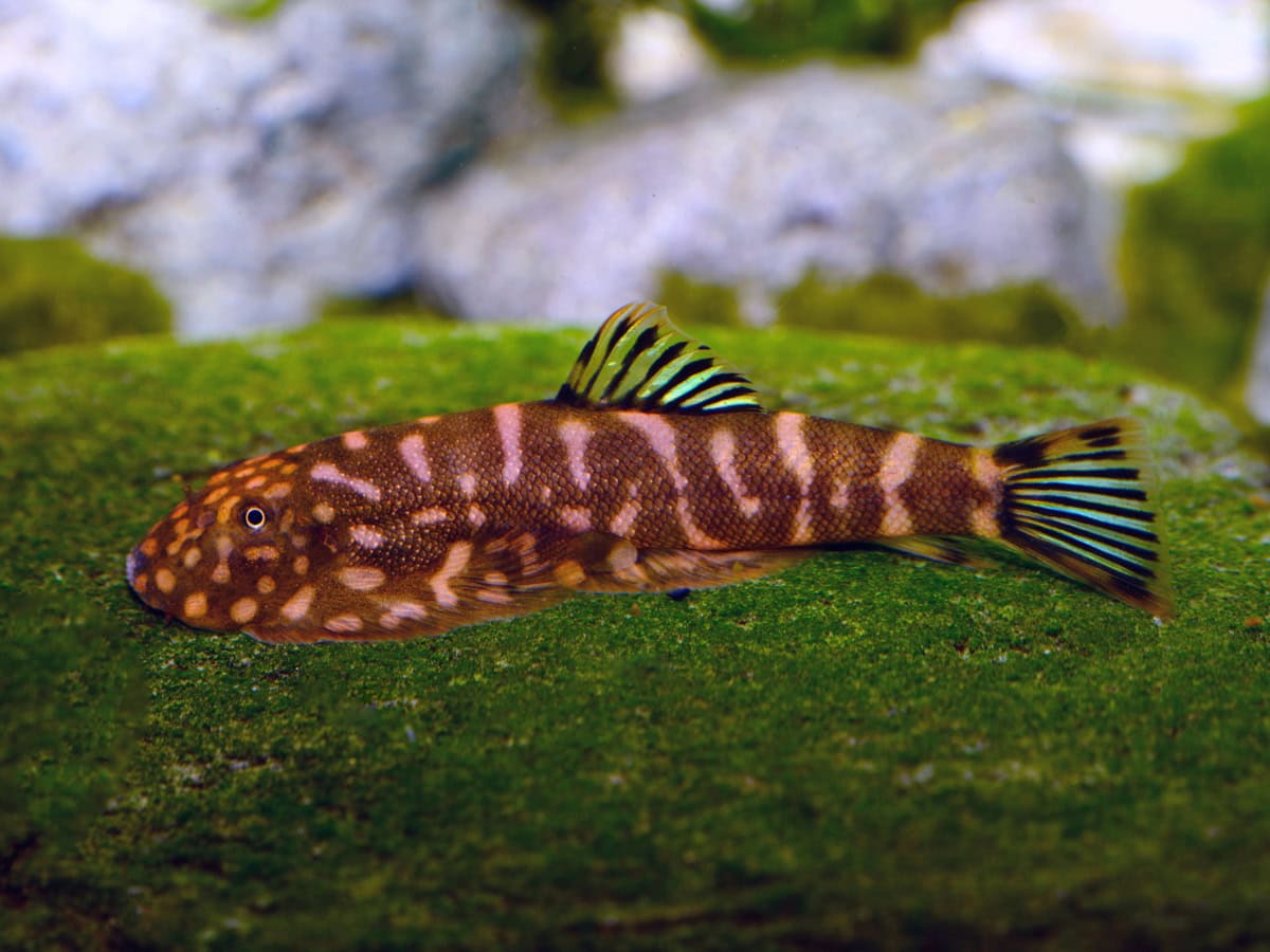 Gastromyzon sp. "Double Blue Fin" - Blauflossen-Flossensauger, WF