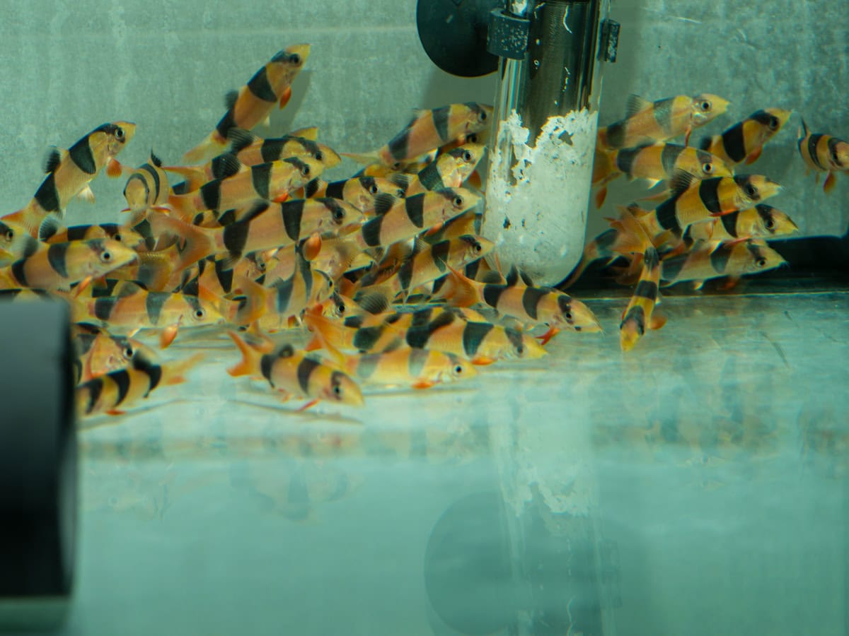 ZC50 Chromobotia macracanthus - Prachtschmerle, WF