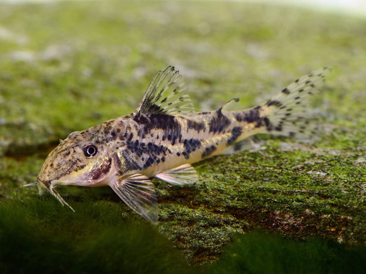 ZD189 Scleromystax sp. (CW198) - Schachbrett-Schabrackenpanzerwels, DNZ