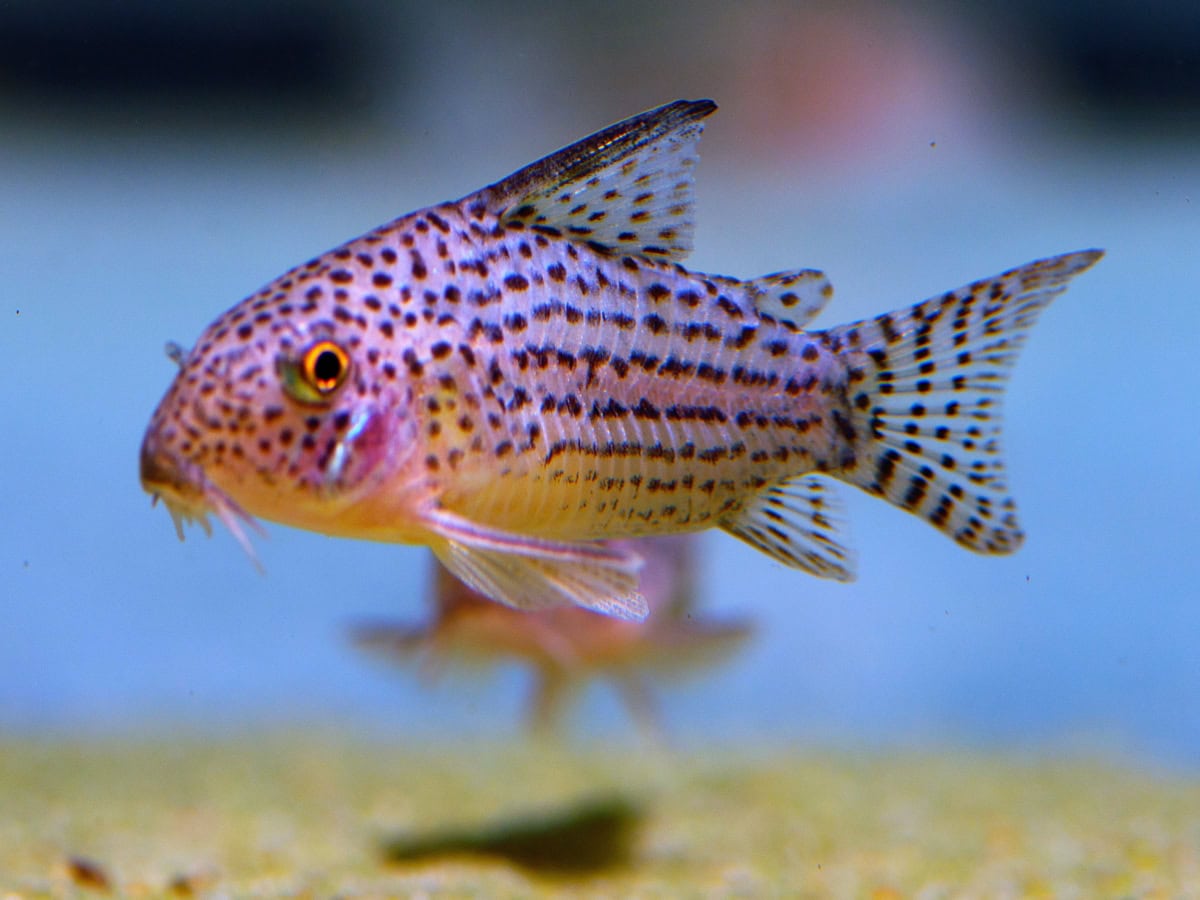 ZD56 Hoplisoma araguaiaense - Araguaia-Panzerwels, WF-RARITÄT
