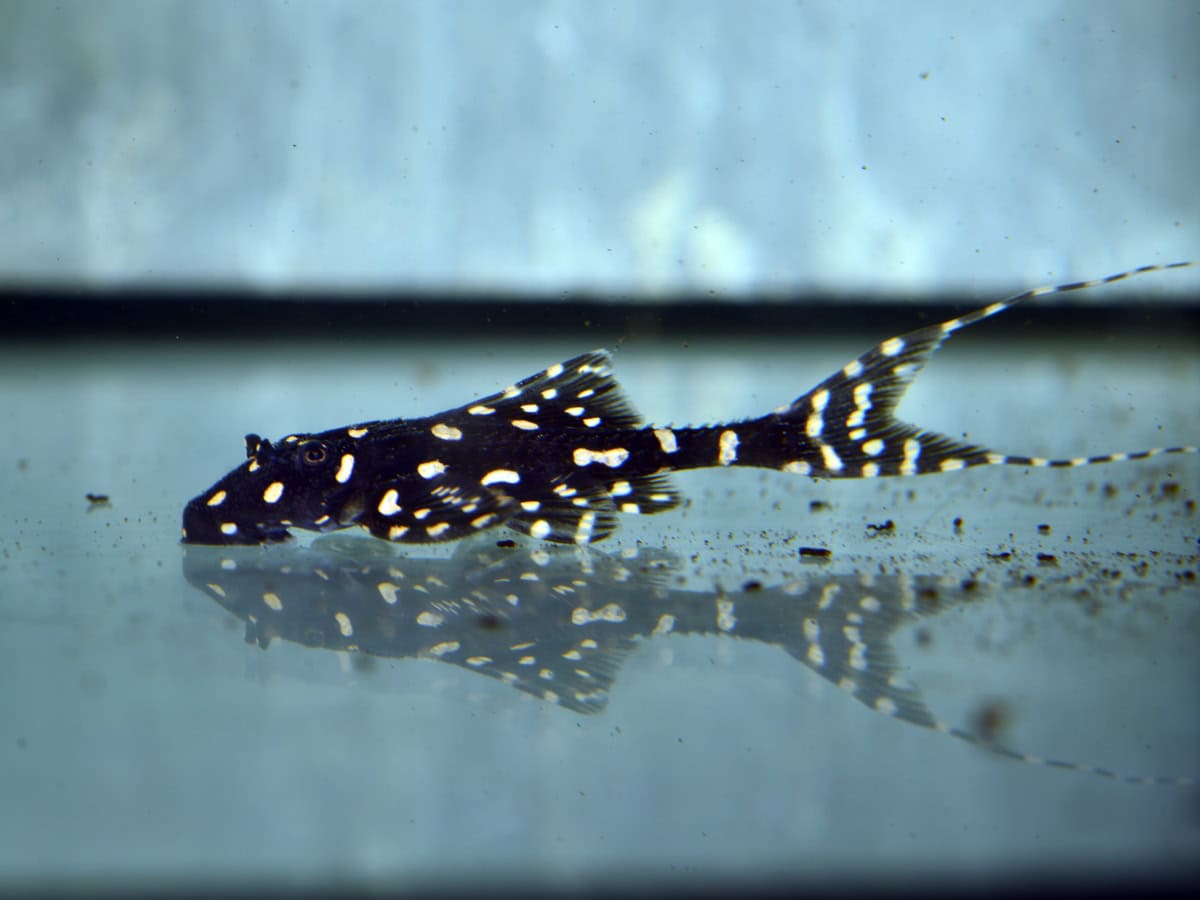 Acanthicus adonis - Elfenwels, WF-PER