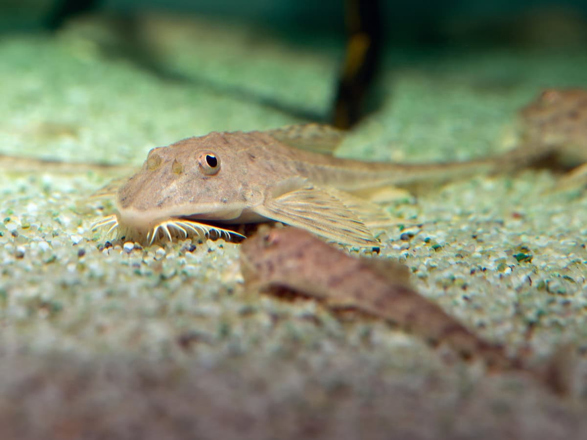 ZE2652 Loricaria tucumanensis - Maulbr. Tucuman-Hexenwels, WF-PAR