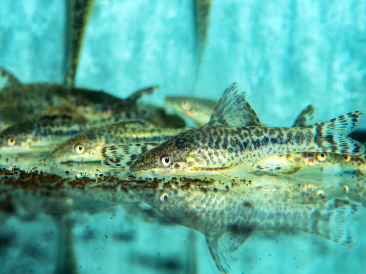 ZE359 Otocinclus mimulus - Mimikry-Ohrgittersaugwels, WF-RARITÄT