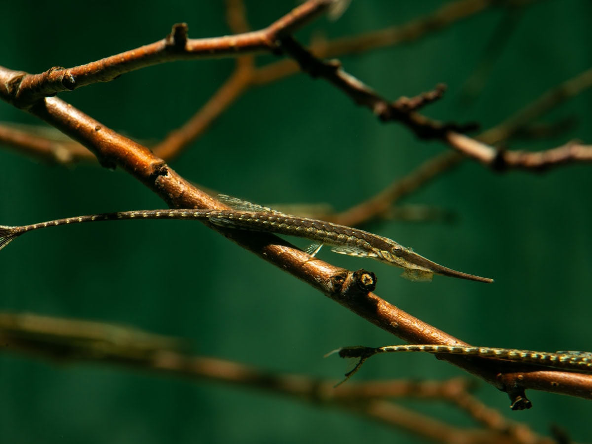 ZE401 Farlowella cf. vittata - Nadelwels, WF-COL