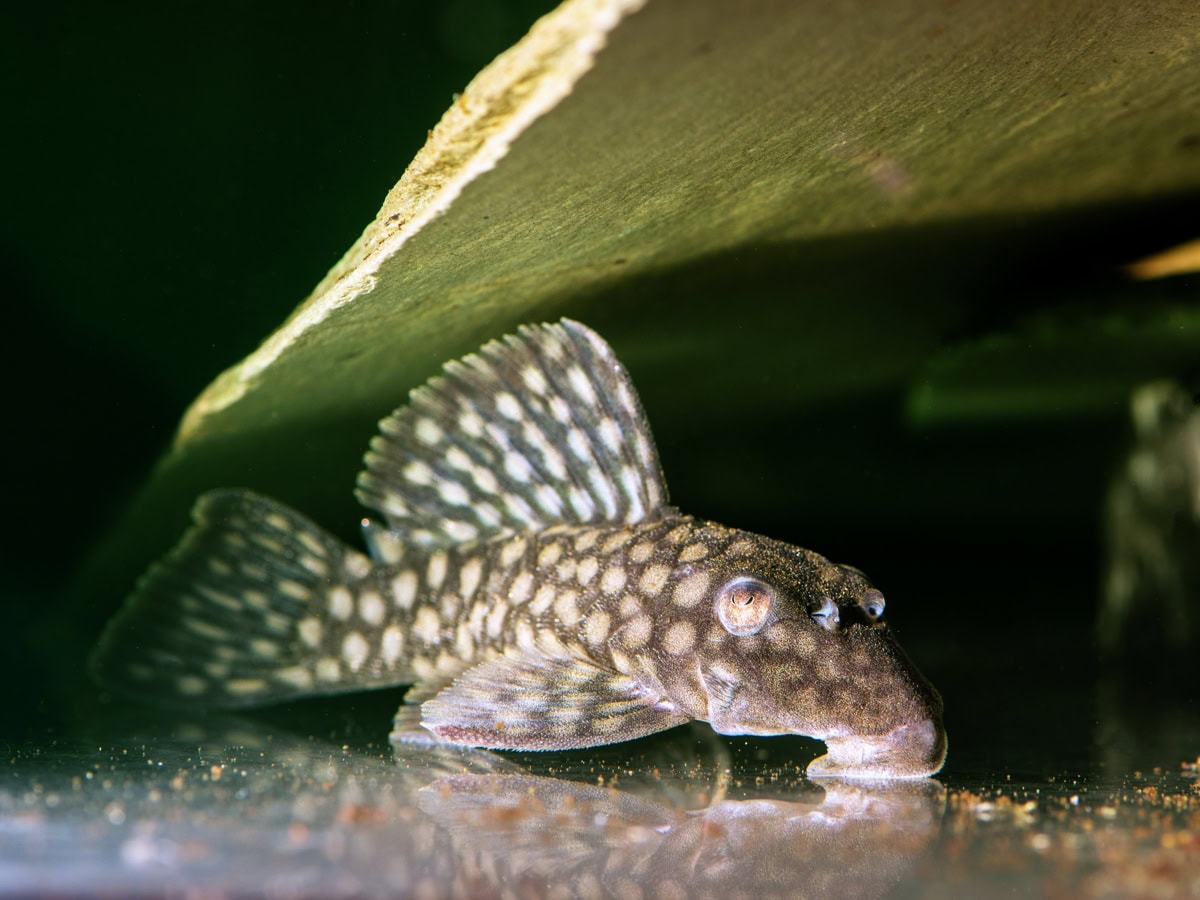 ZEL0203 Oligancistrus zuanoni - L 020 Polka Dot Pleco, WF-BRA