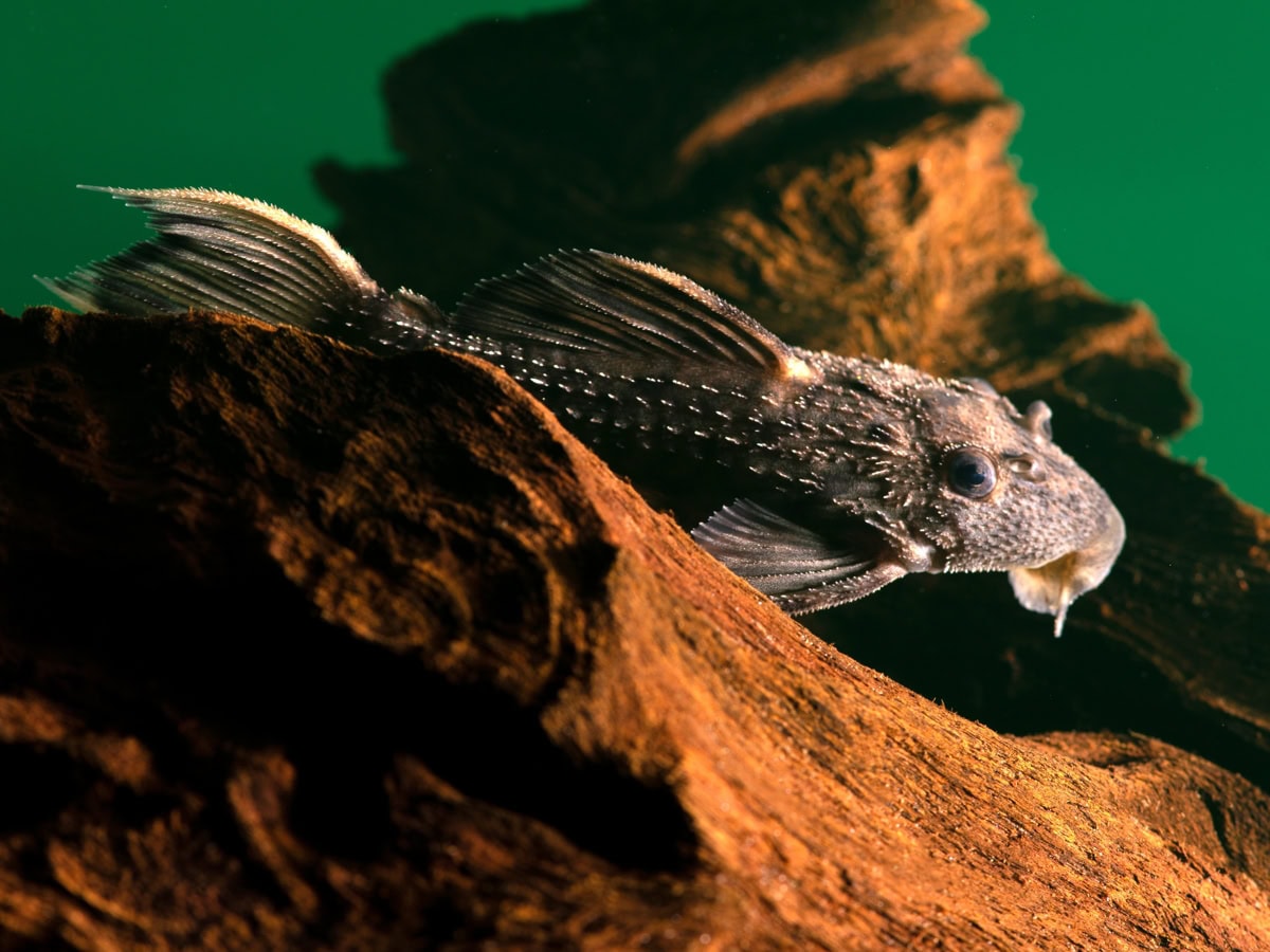 ZEL096 Pseudacanthicus spinosus - L 096 Punktierter Kaktuswels, WF-BRA