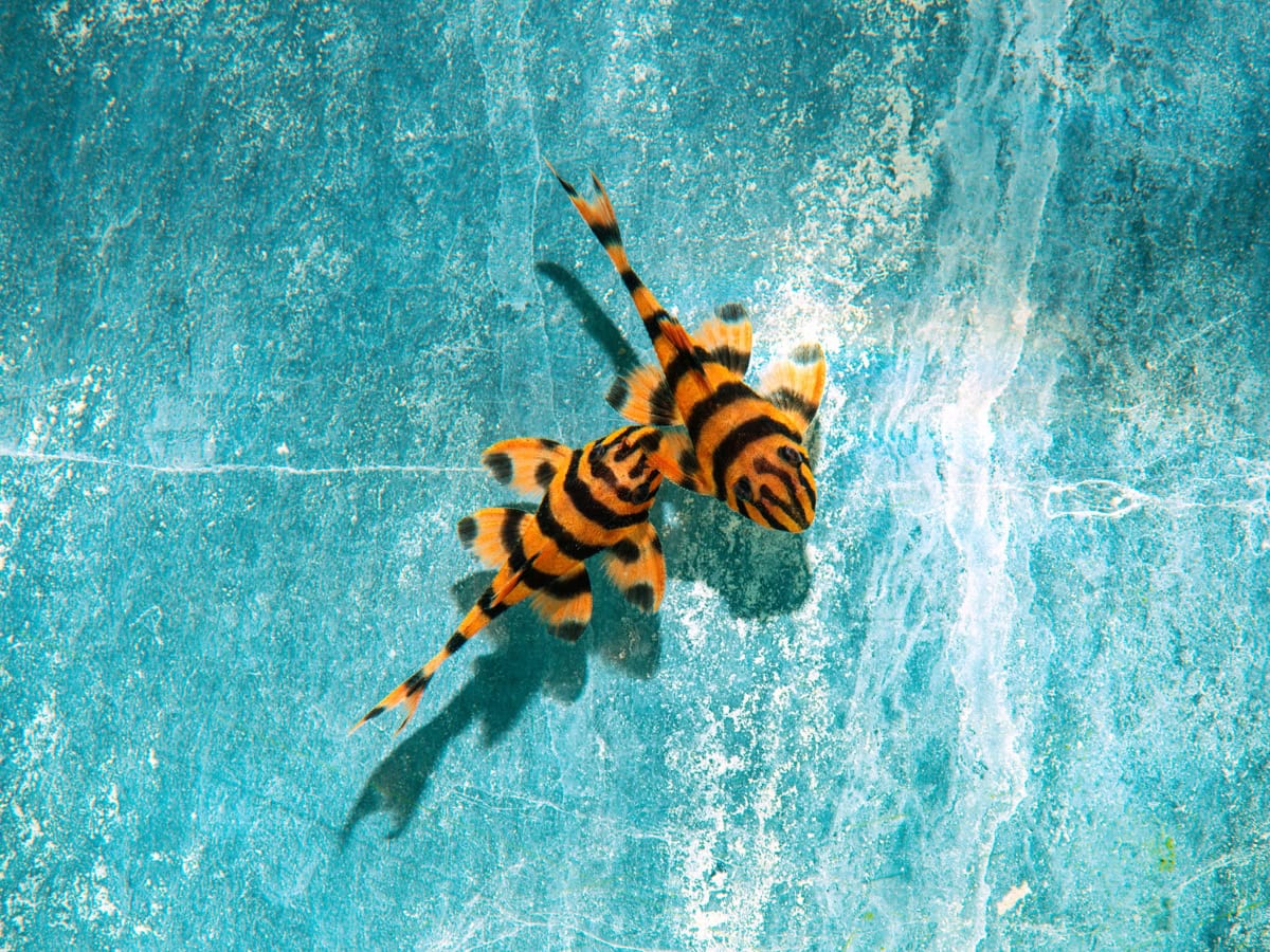 ZEL306 Panaqolus claustellifer - L 306 Roter Tiger-Pleco, DNZ