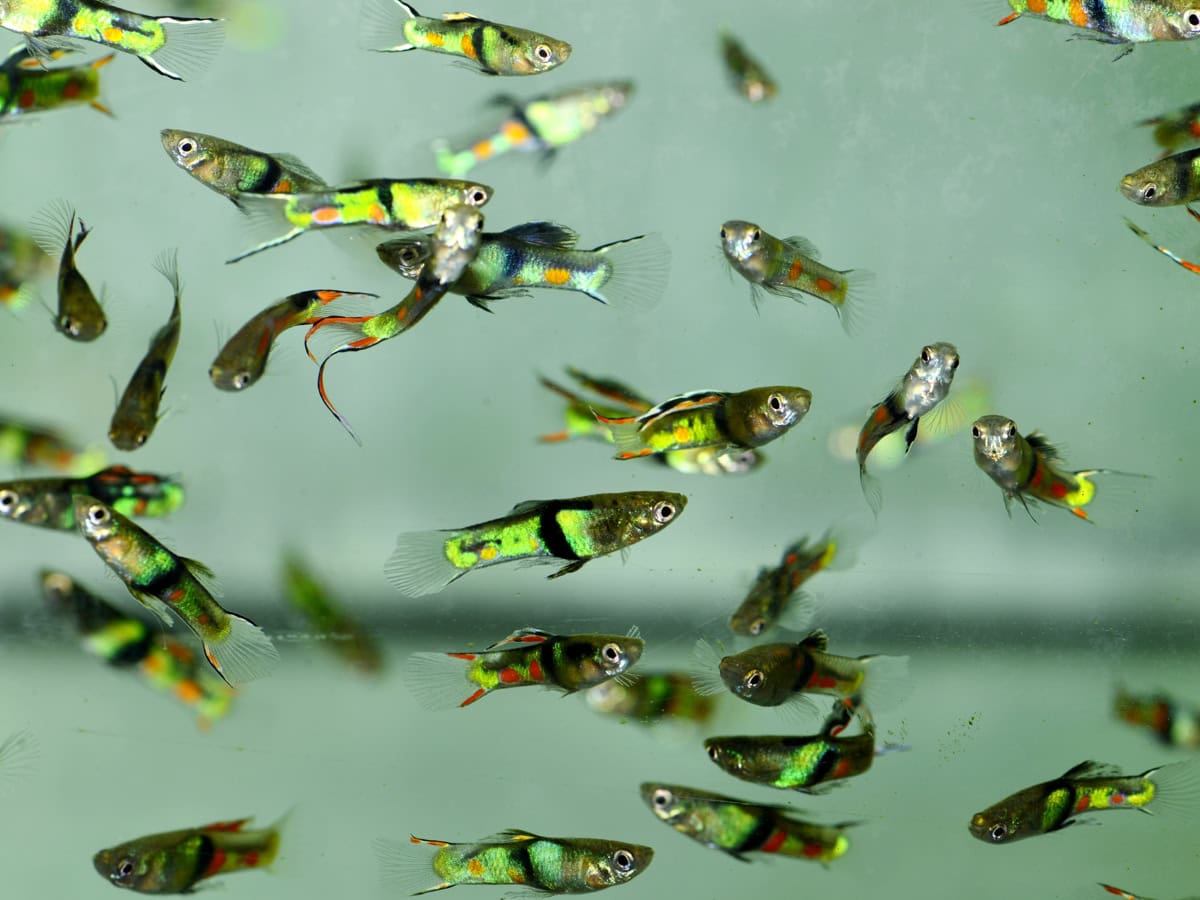 Poecilia wingei "Emerald Green" - Endlers Guppy-Mann-Emerald-Green, NZ