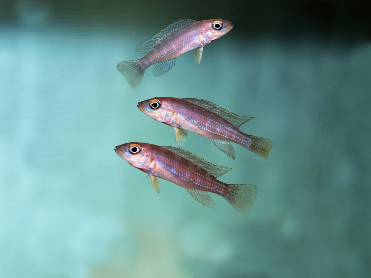 ZI84 Neolamprologus tetracanthus - Perllinien-Tanganjikabuntbarsch, DNZ