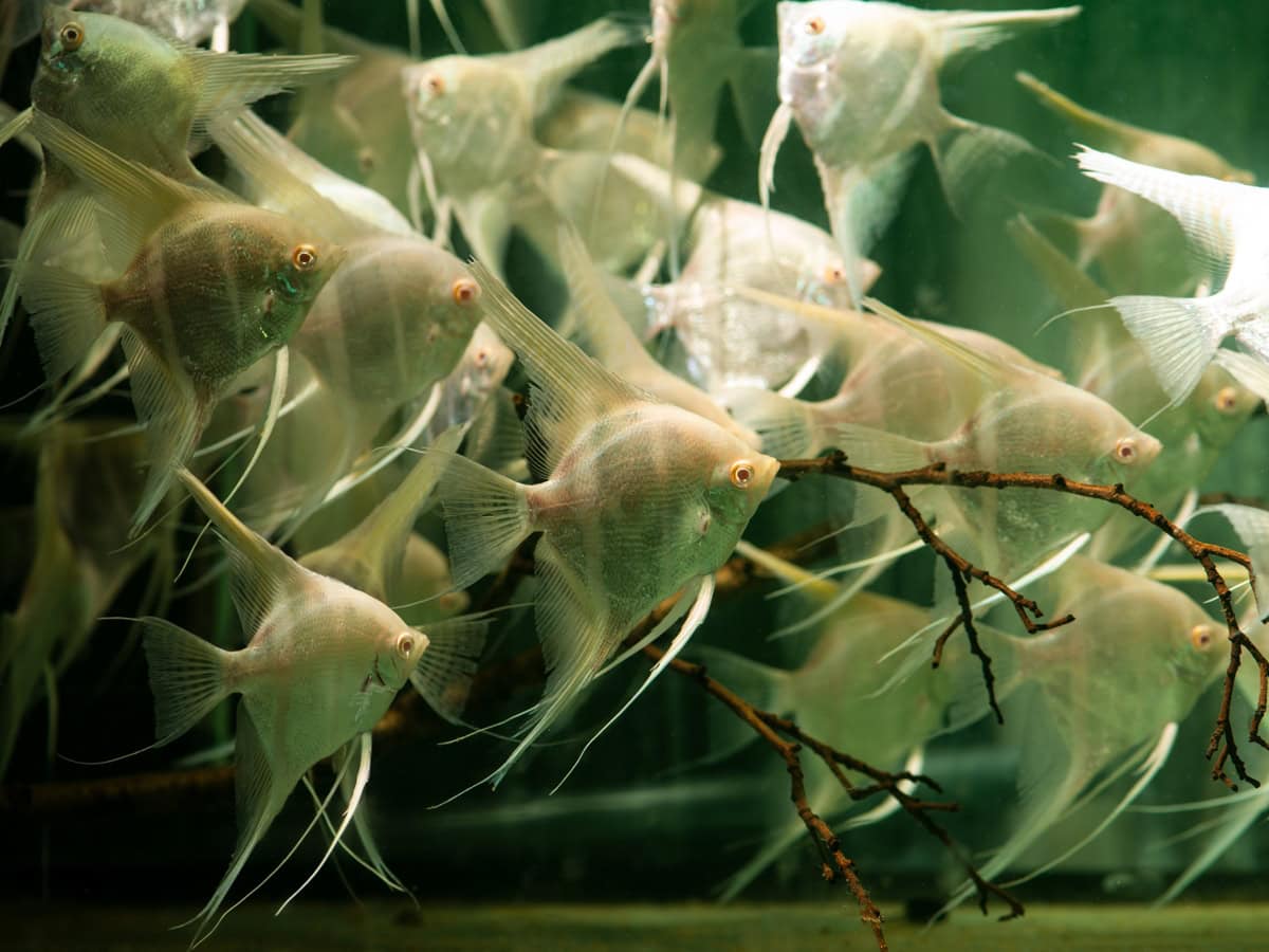 ZJ2063 Pteroph. scalare x altum "Albino" - Dantum-Skalar-Albino, DNZ