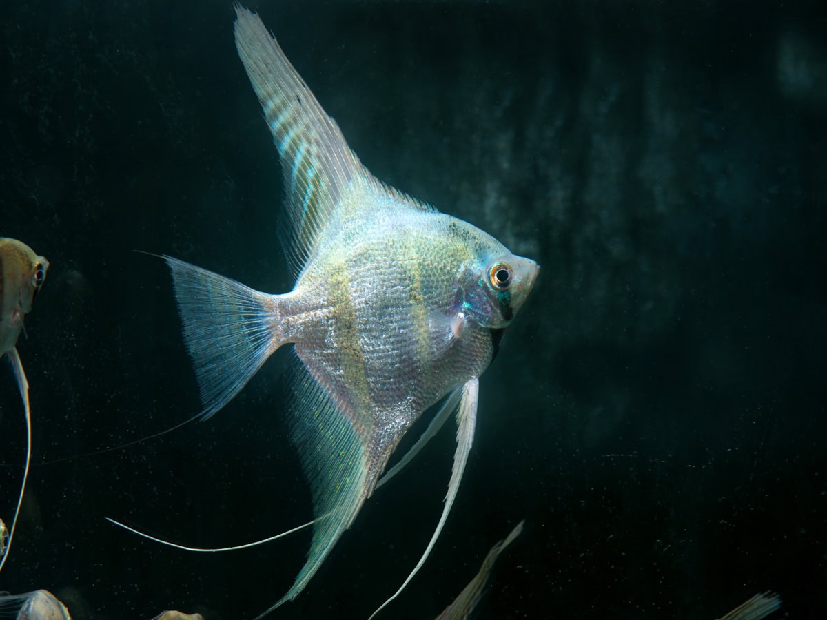 ZJ2355 Pterophyllum scalare "Peru Blue" - Skalar-Wild-Peru-Blue, DNZ