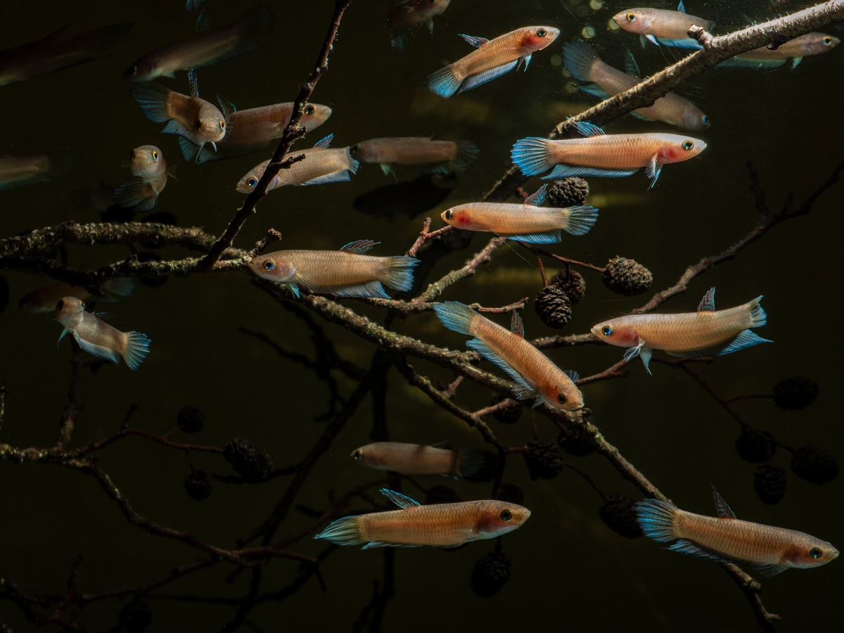 ZK0826 Betta cracens - Spatelschwanz-Kampffisch, DNZ-RARITÄT