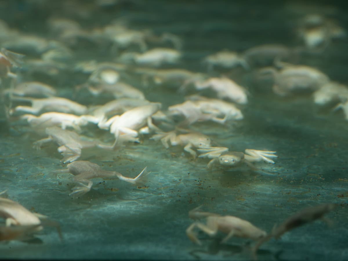 ZN306 Hymenochirus boettgeri "Weiß" - Zwergkrallenfrosch-Weiß, NZ