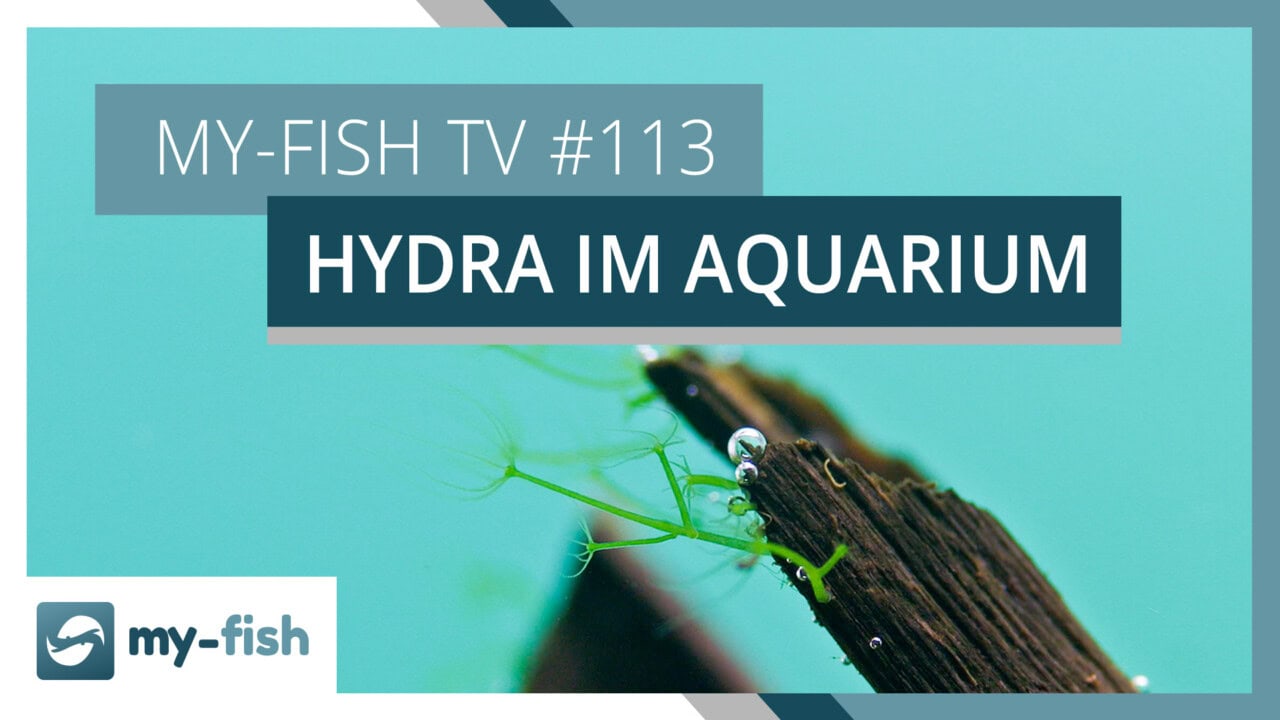 my-fish TV 113 - Hydra