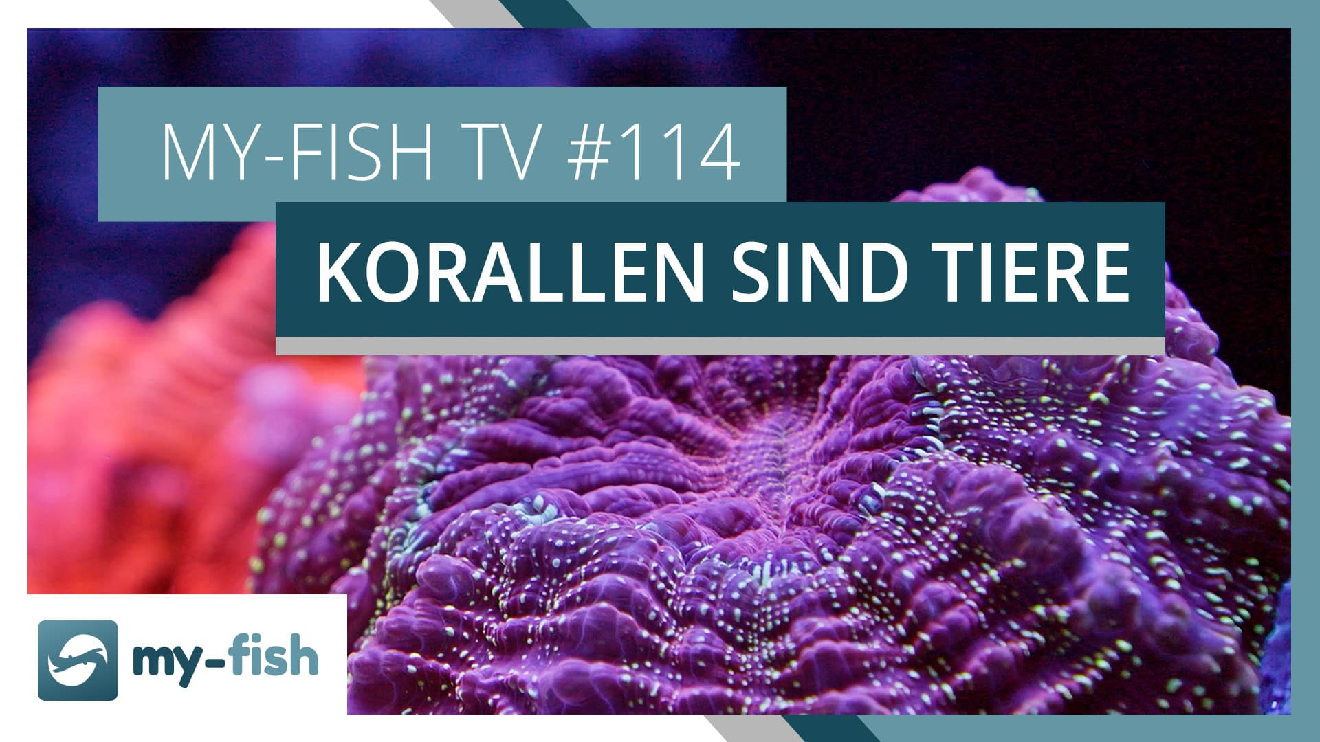 Was macht Korallen zu Tieren? | my-fish TV #114