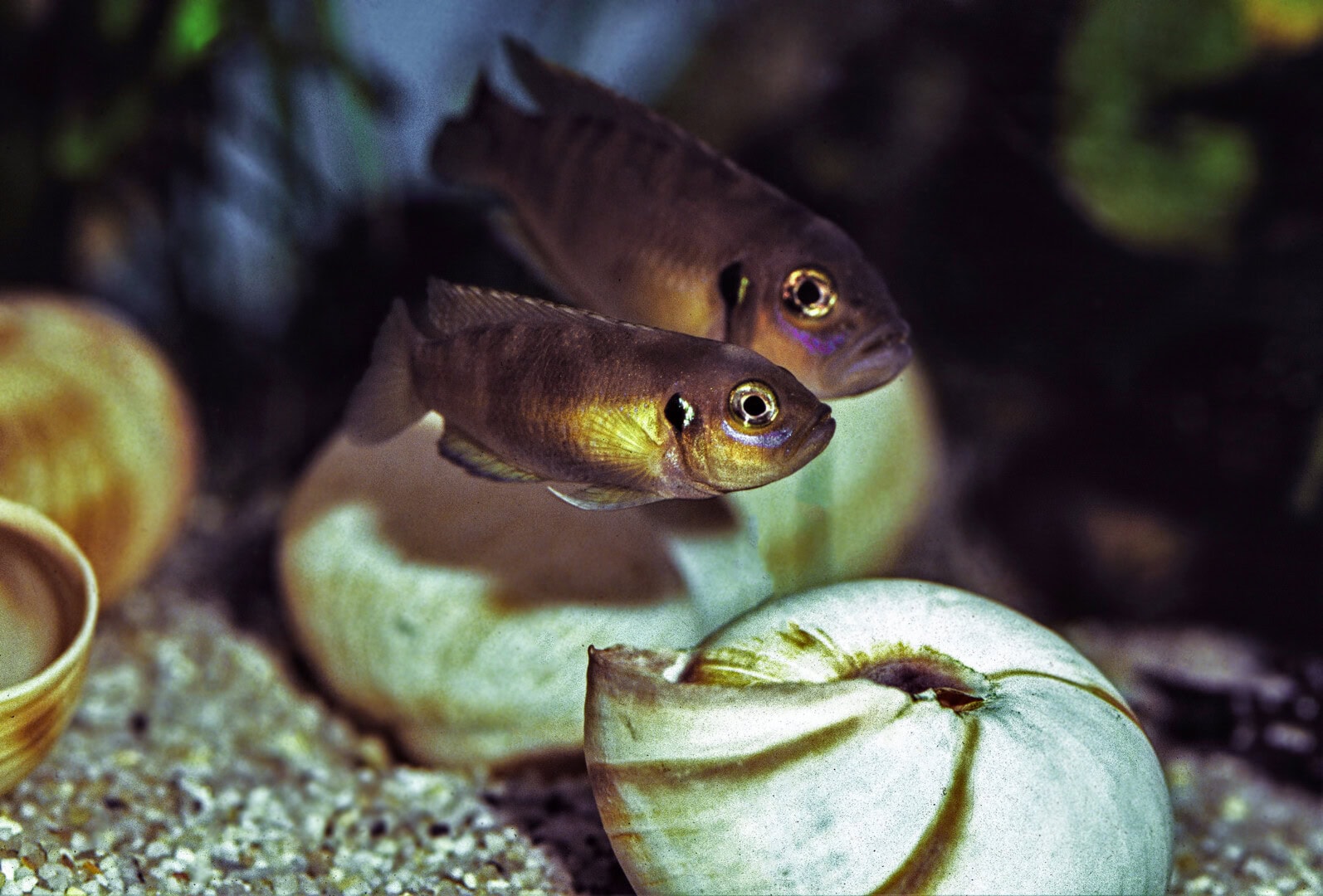 AQ2025 01 S2 Artenvielfalt 04 Das Weibchen und das größere Männchen von Neolamprologus brevis bewohnen dasselbe Schneckenhaus. Foto: Wolfgang Staeck