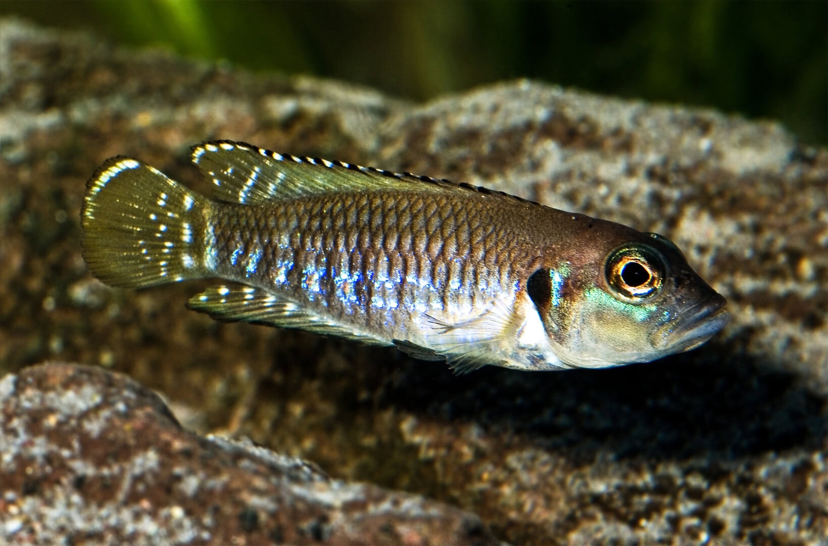 AQ2025 01 S2 Artenvielfalt 09 Ein Beispiel für Polygynie ist Neolamprologus speciosus. Foto: Wolfgang Staeck