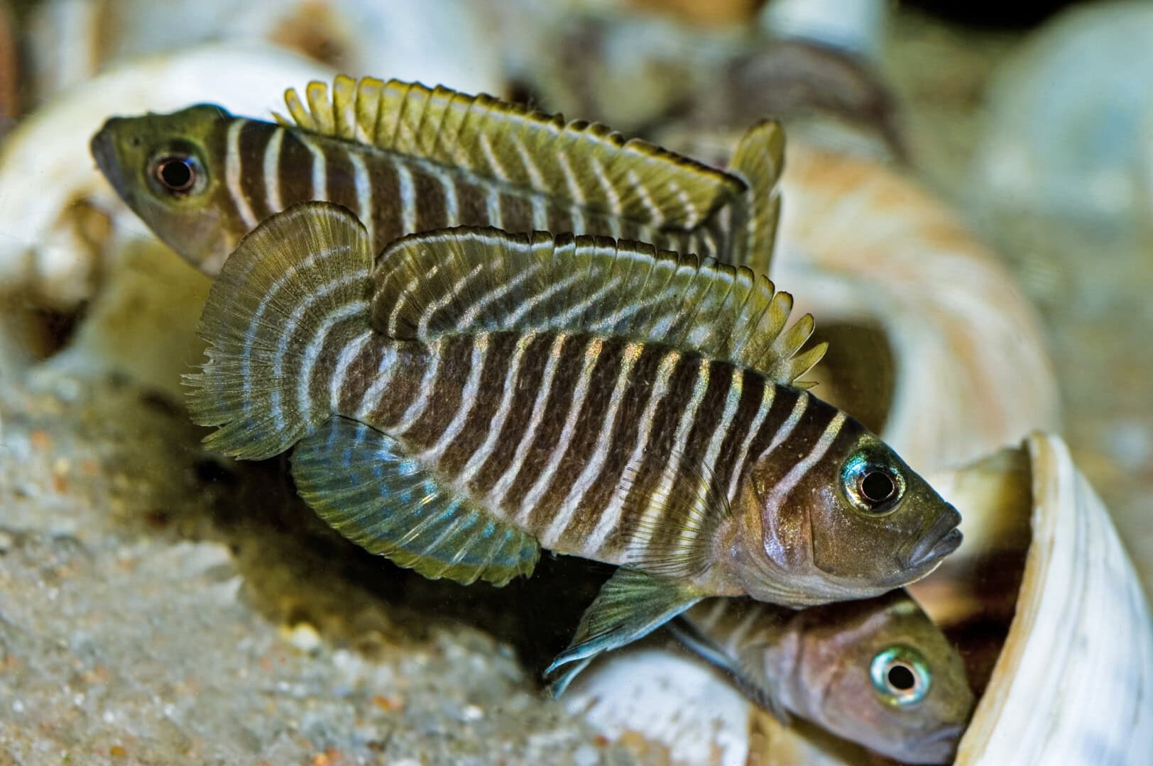 AQ2025 01 S2 Artenvielfalt 10 Neolamprologus similis bei der Balz. Foto: Wolfgang Staeck