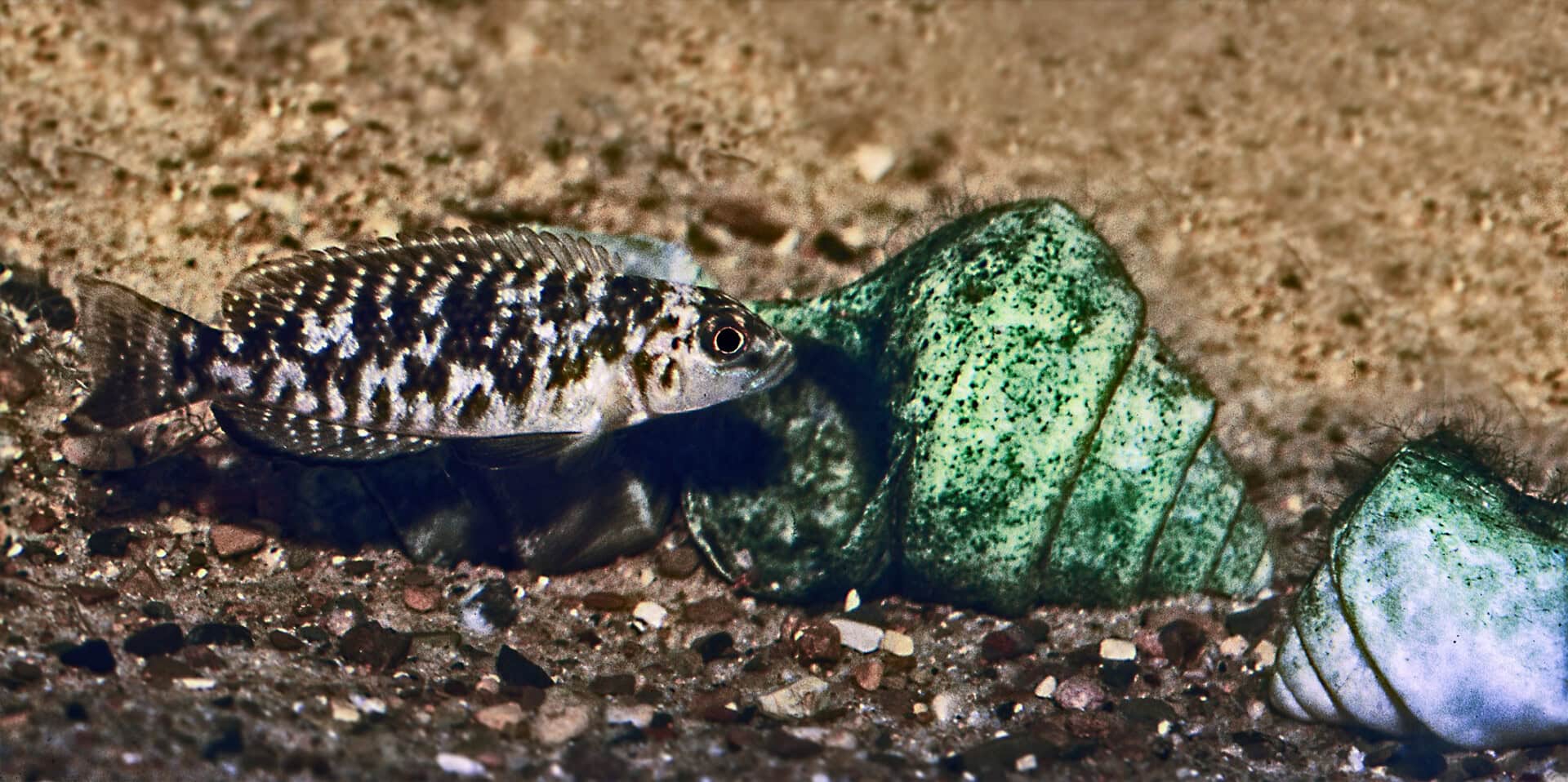 AQ2025 01 S2 Artenvielfalt 12 Weibchen von Neolamprologus callipterus. Foto: Wolfgang Staeck